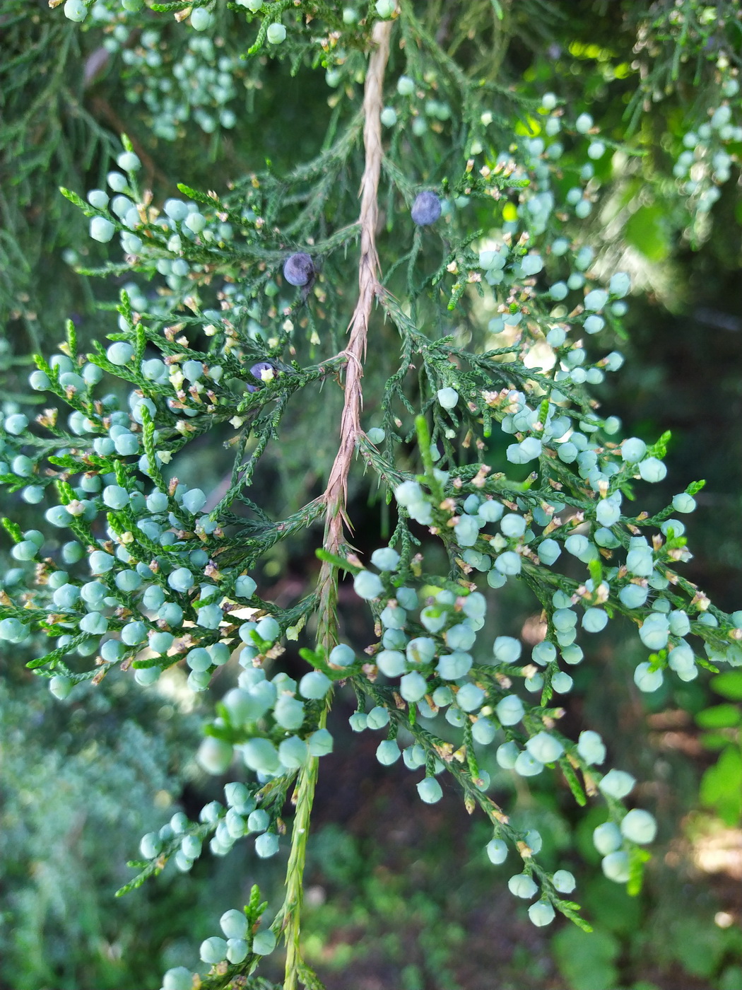 Image of Juniperus virginiana specimen.