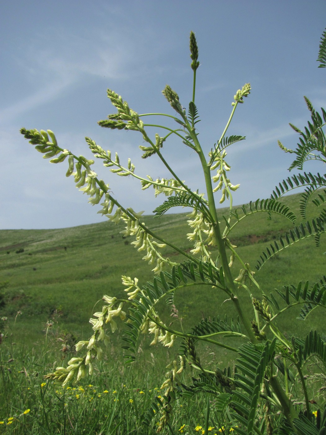 Image of Astragalus galegiformis specimen.