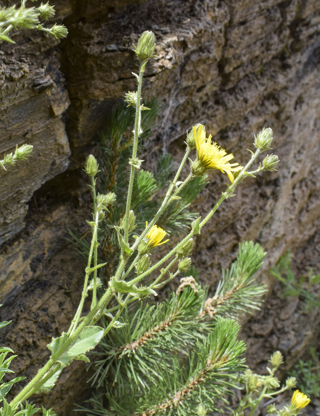 Image of Hieracium amplexicaule specimen.