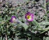 Nonea versicolor