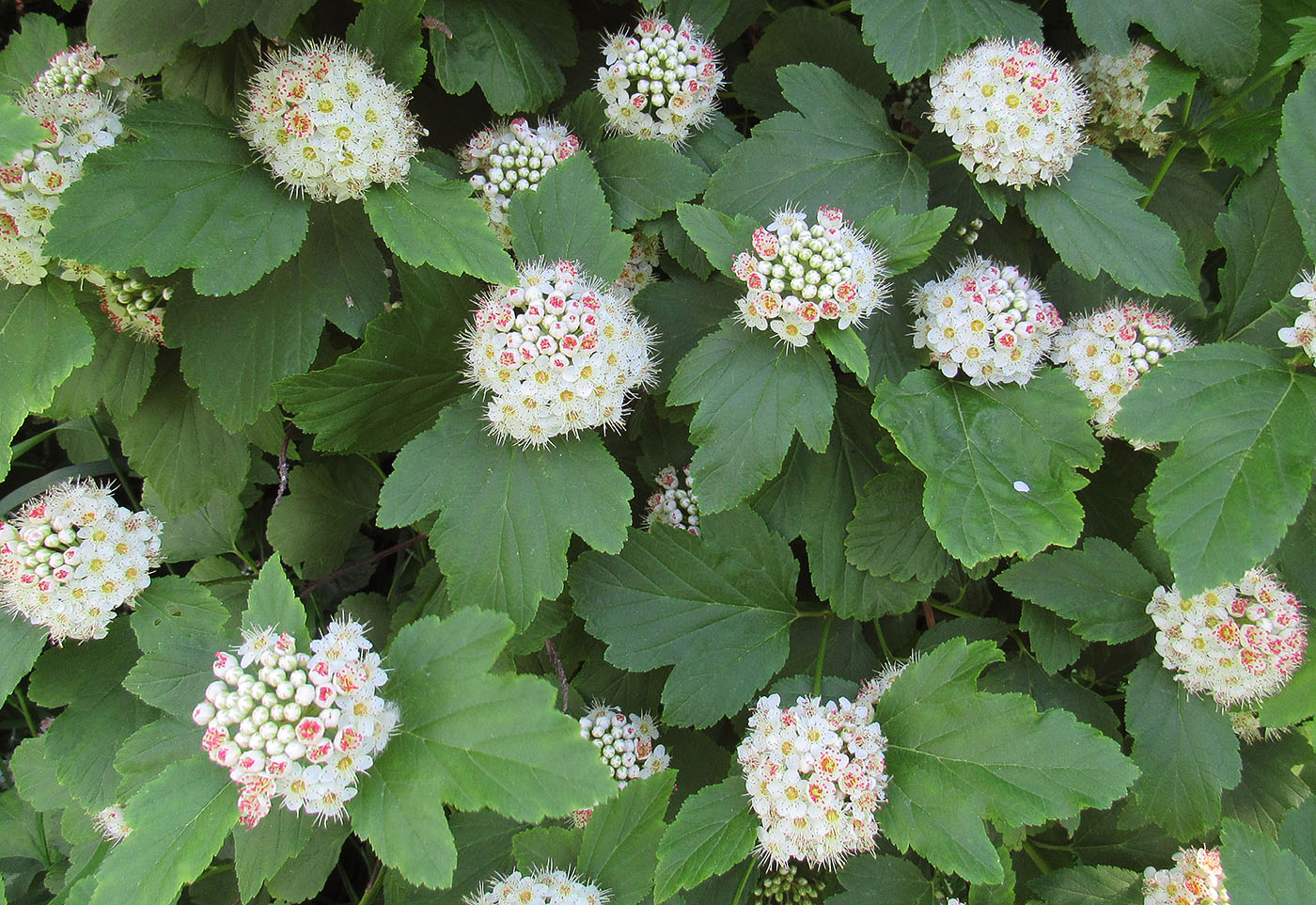 Image of Physocarpus opulifolius specimen.