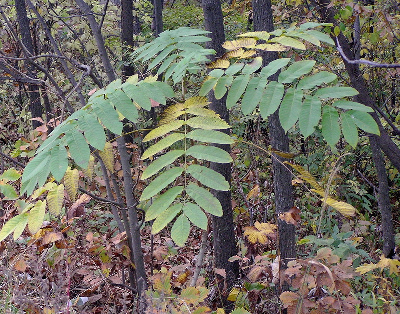 Image of Juglans mandshurica specimen.