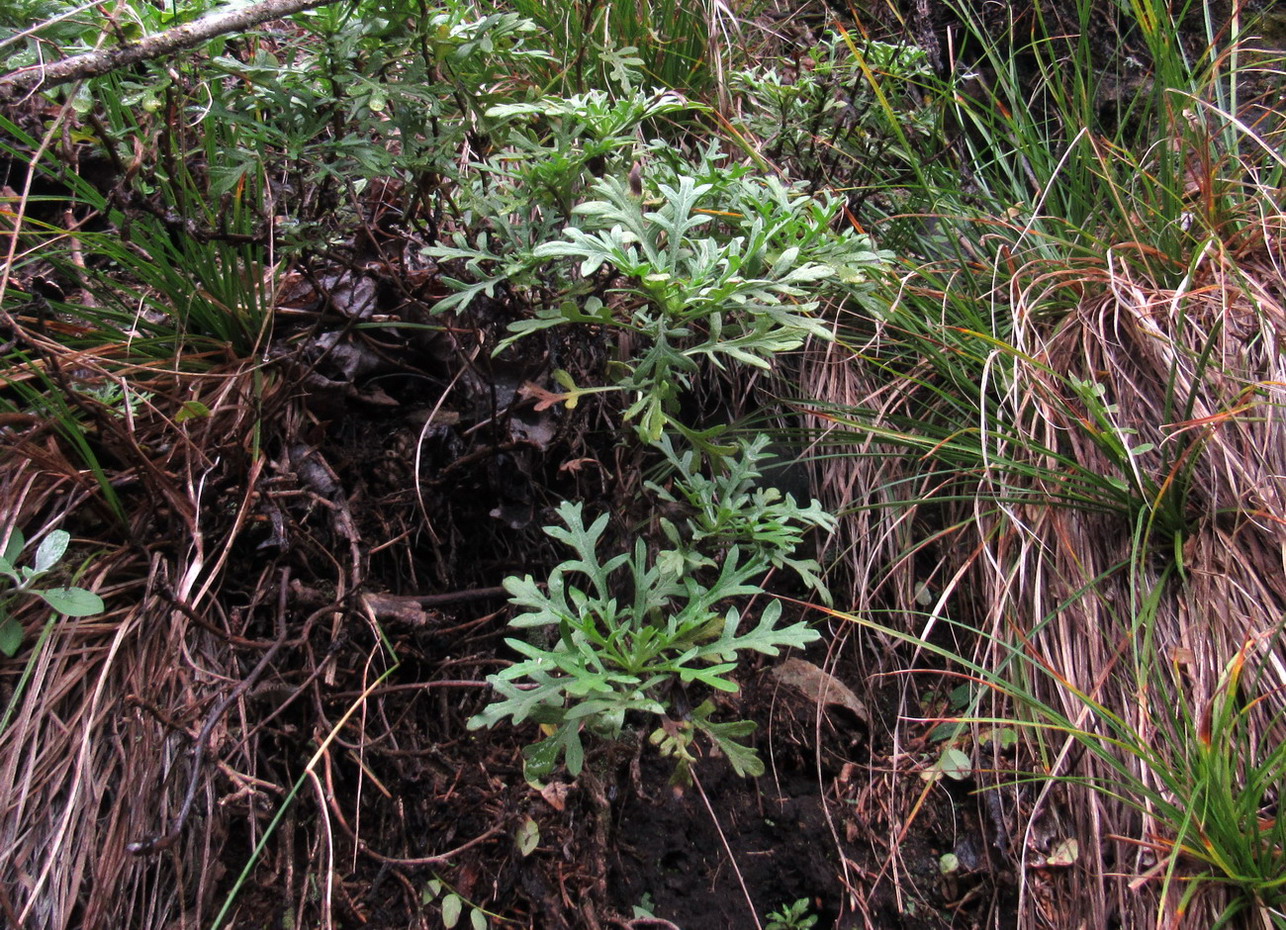 Image of Chrysanthemum sinuatum specimen.
