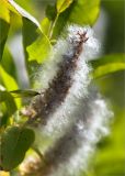 род Salix. Соплодие и листья. Мурманская обл., п-ов Средний, берег р. Выкат, закустаренная луговина. 12.07.2023.