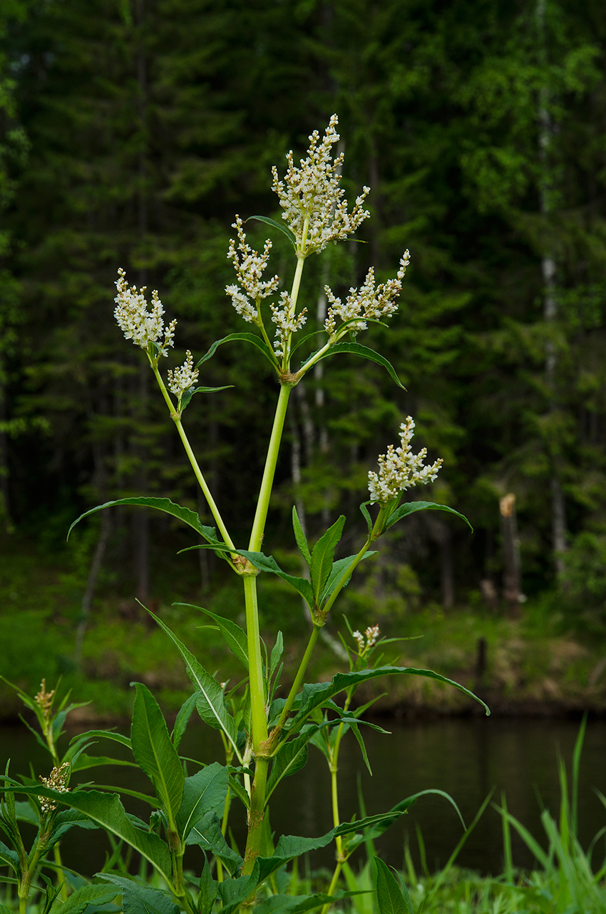 Изображение особи Aconogonon alpinum.