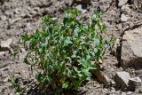 genus Epilobium
