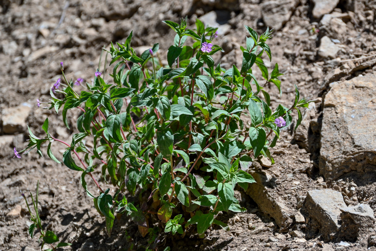 Изображение особи род Epilobium.