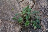 Tschulaktavia saxatilis