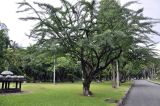Crescentia alata. Цветущее растение. Таиланд, Бангкок, парк Люмпини, экспозиция декоративных растений. 30.08.2023.
