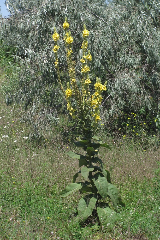 Изображение особи Verbascum ovalifolium.