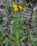 Inula aspera