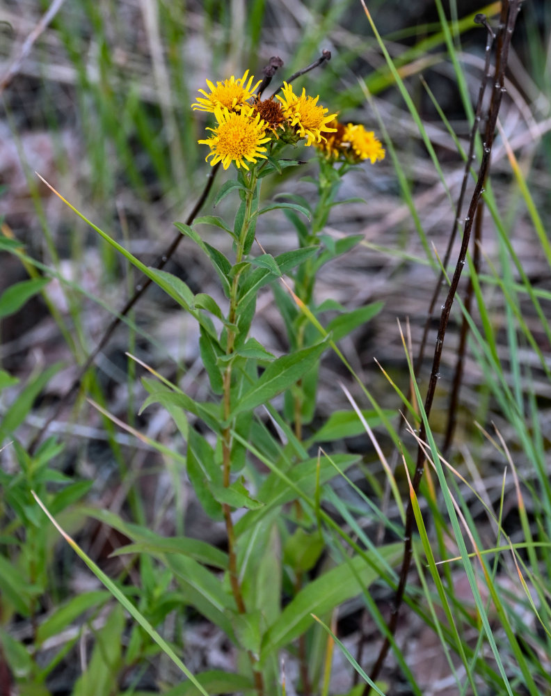 Изображение особи Inula aspera.