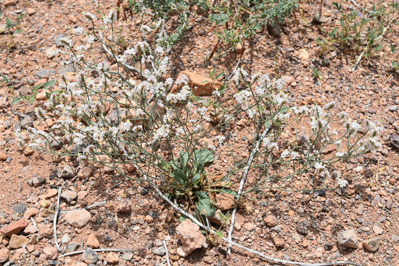 Image of Limonium michelsonii specimen.
