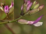 Astragalus macropus. Соцветие. Башкирия, гора Тратау. 17.05.2008.г.