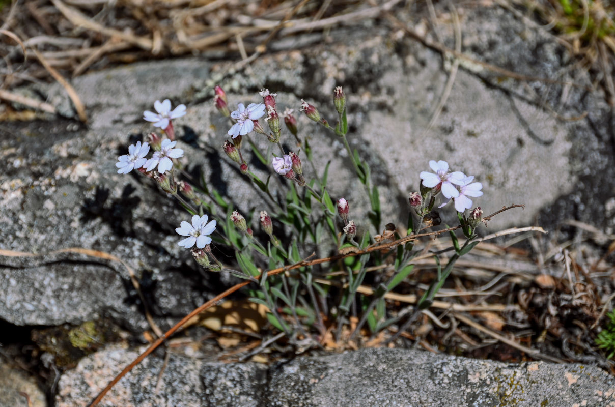 Image of Lychnis sibirica specimen.