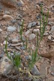 Diptychocarpus strictus