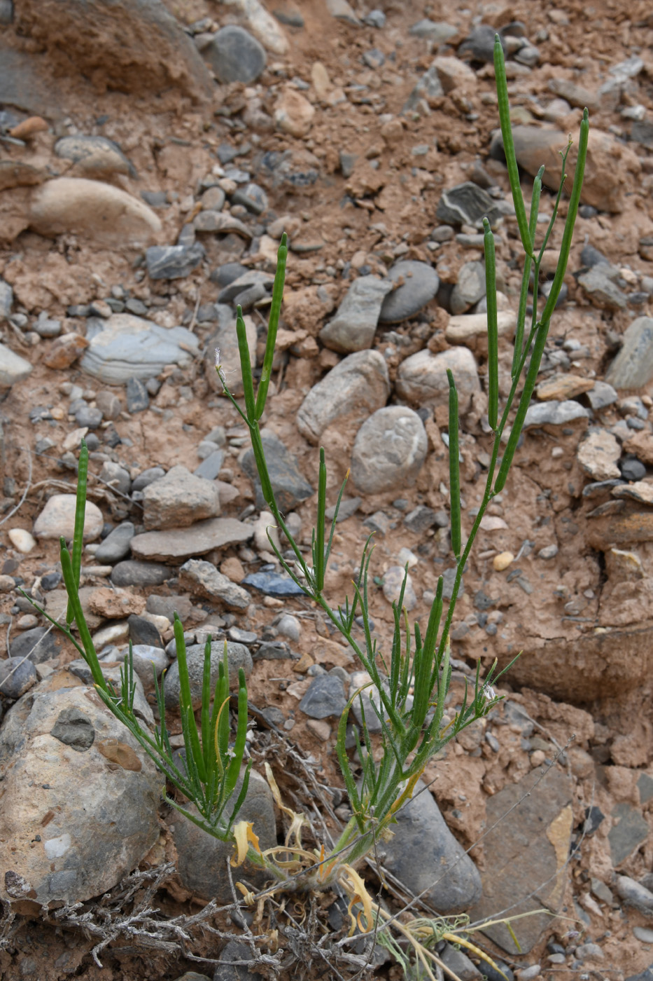 Image of Diptychocarpus strictus specimen.