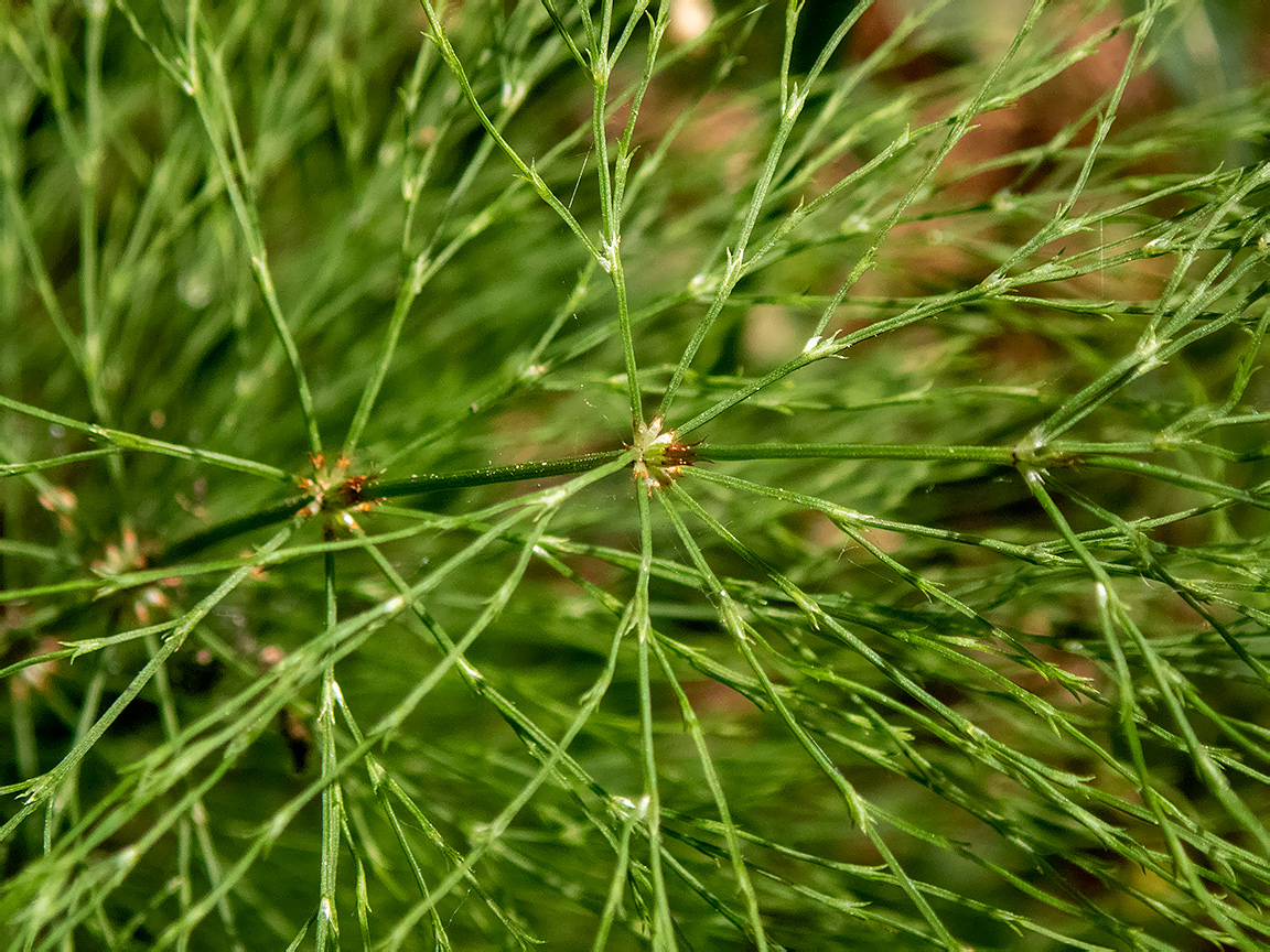 Изображение особи Equisetum sylvaticum.