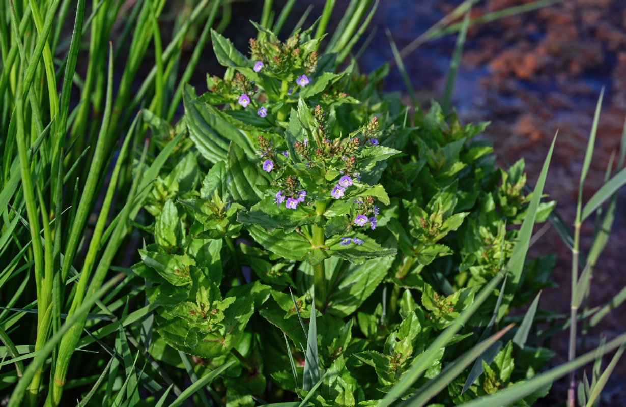 Image of Veronica anagallis-aquatica specimen.