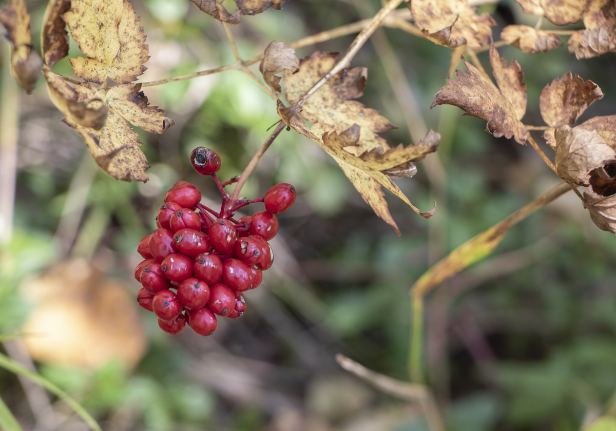 Image of Actaea erythrocarpa specimen.