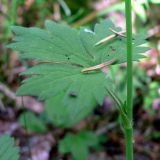 Ranunculus propinquus