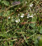 Euphrasia alboffii. Цветущие растения. Адыгея, Кавказский биосферный заповедник, плато Лагонаки, 1,5 км к северо-западу от горы Нагай-Кош, луг. 16 августа 2023 г.