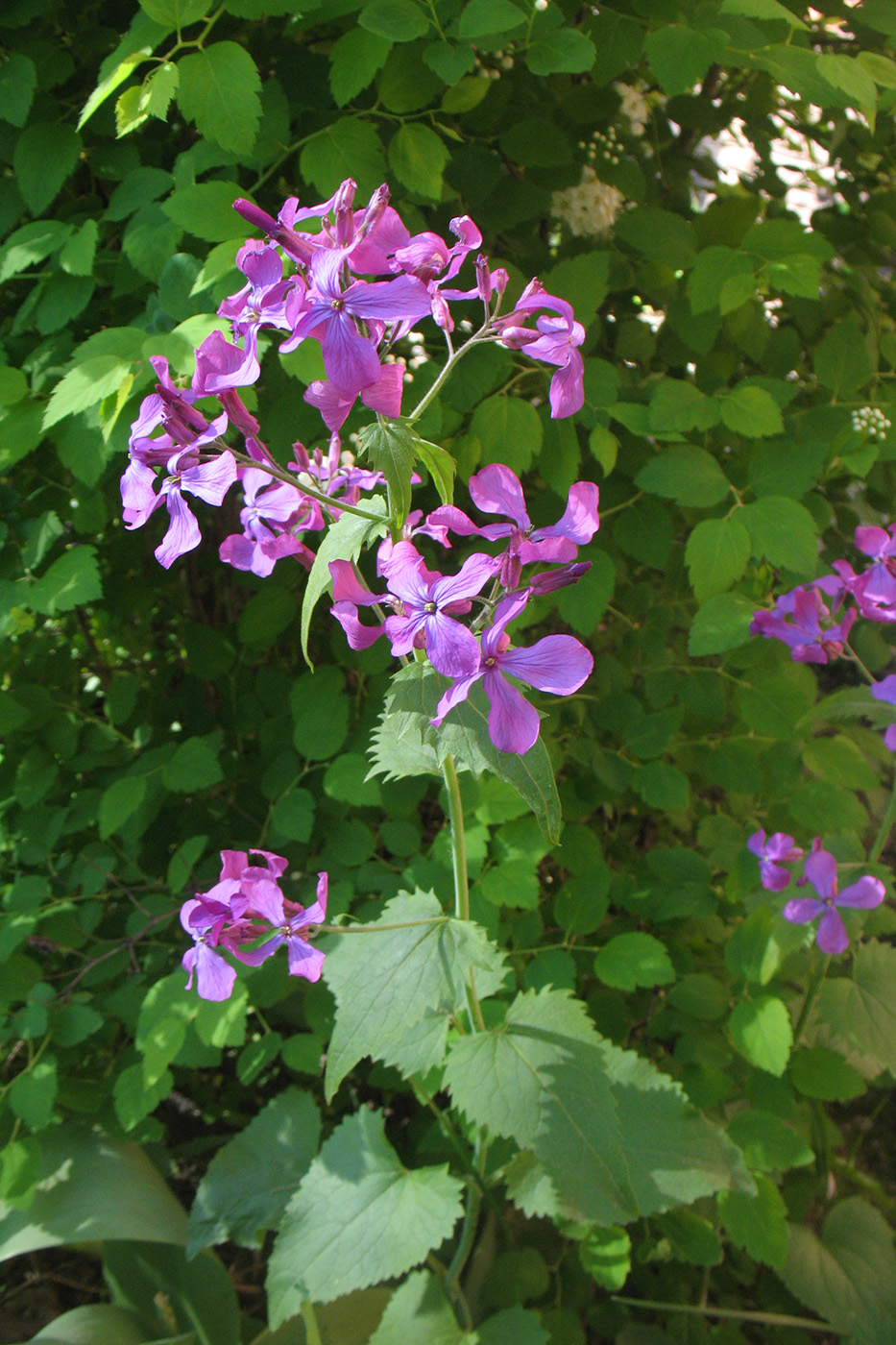 Изображение особи Lunaria annua.