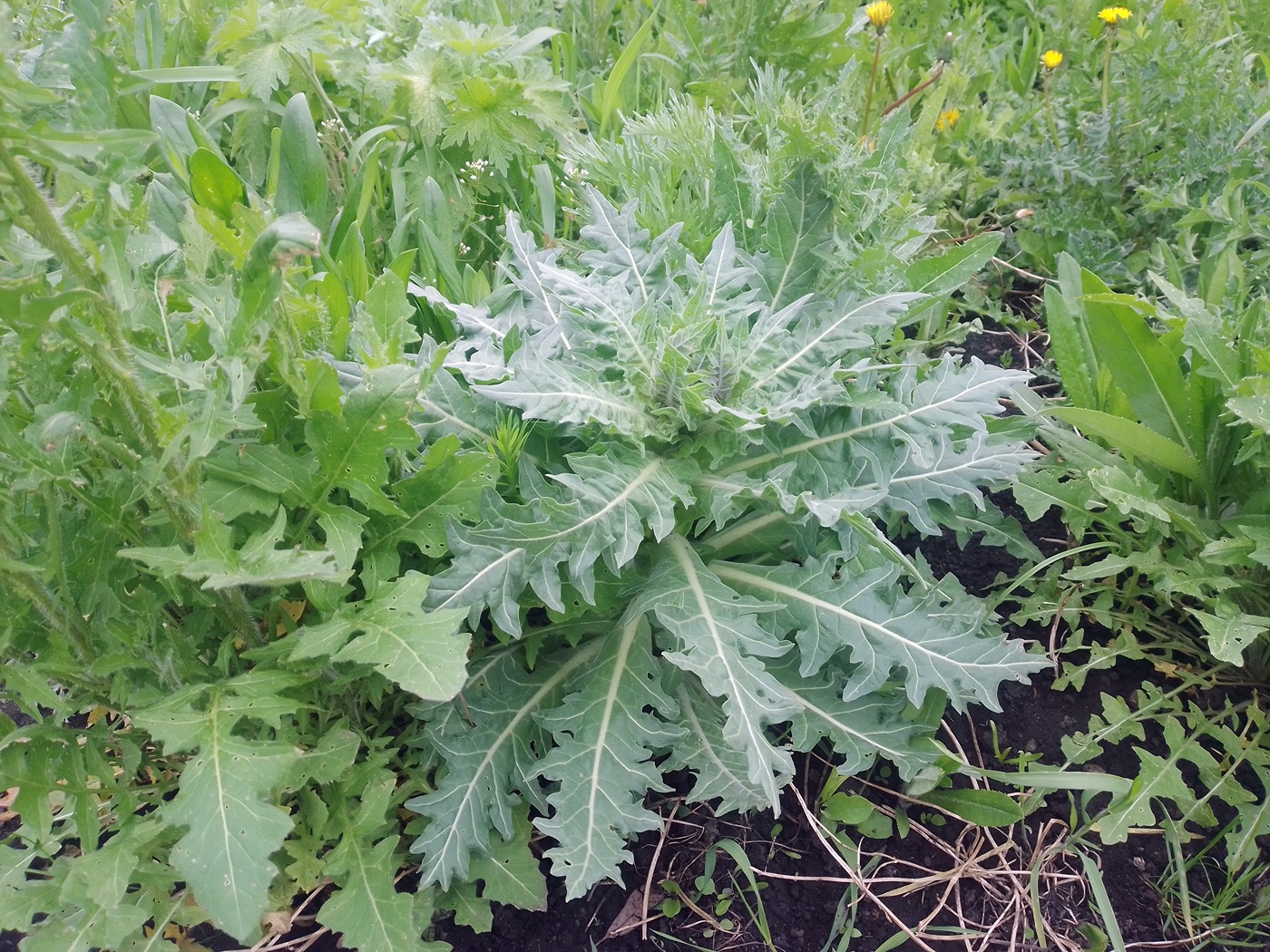 Изображение особи Hyoscyamus niger.