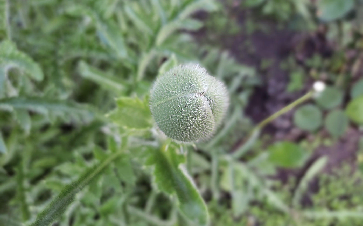 Image of Papaver setiferum specimen.