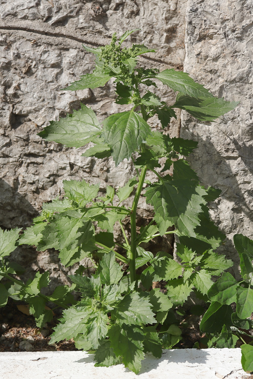 Изображение особи Chenopodiastrum murale.