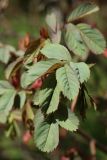 Rosa glauca