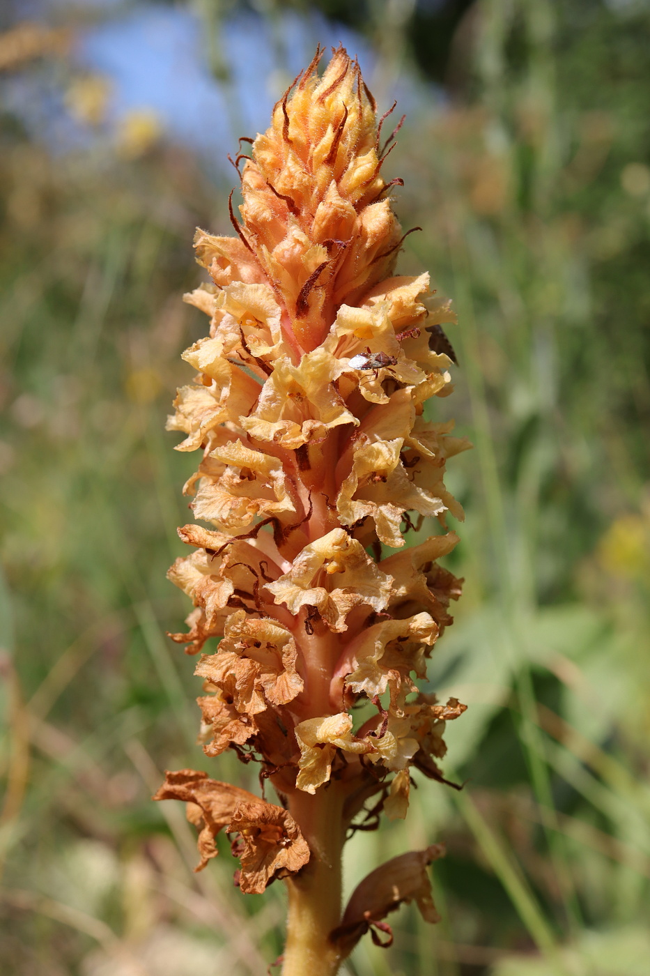 Image of Orobanche centaurina specimen.