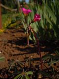 Oxalis lasiandra