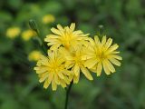Lapsana communis
