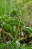 Potentilla recta