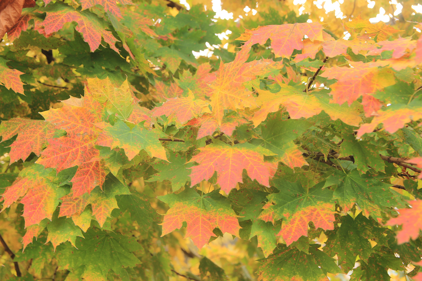 Image of Acer platanoides specimen.