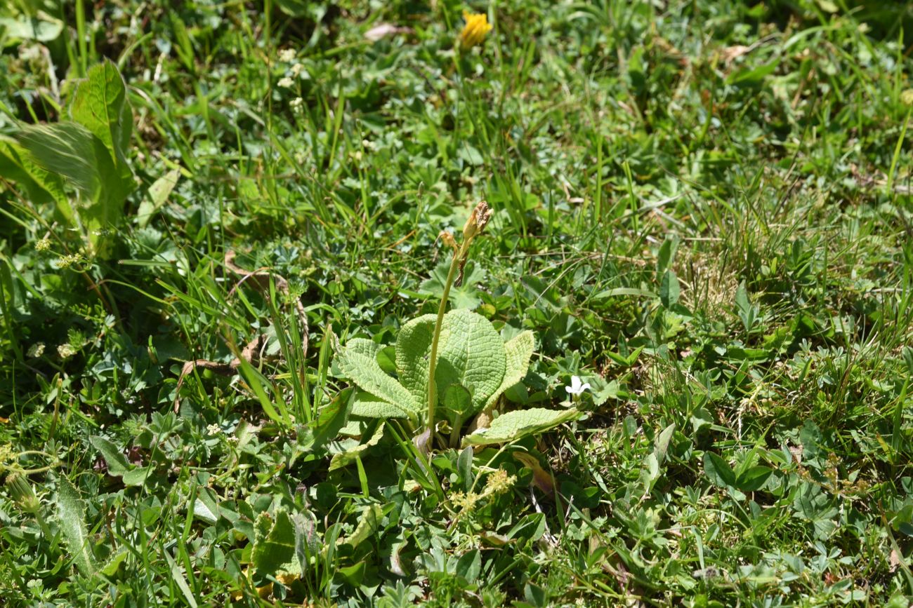 Image of genus Primula specimen.