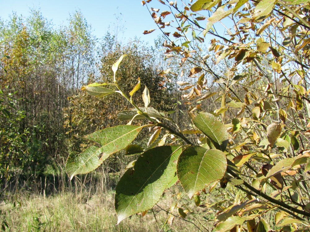 Изображение особи Salix caprea.