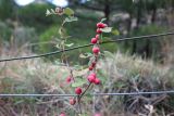 Cotoneaster tauricus