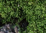 Platygyrium repens