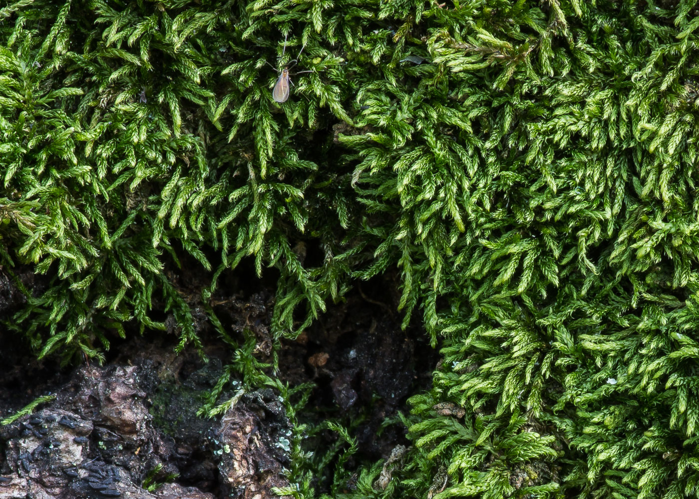 Изображение особи Platygyrium repens.