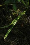 Hemerocallis fulva