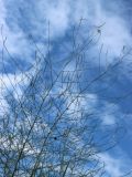 Asparagus officinalis