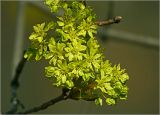Acer platanoides
