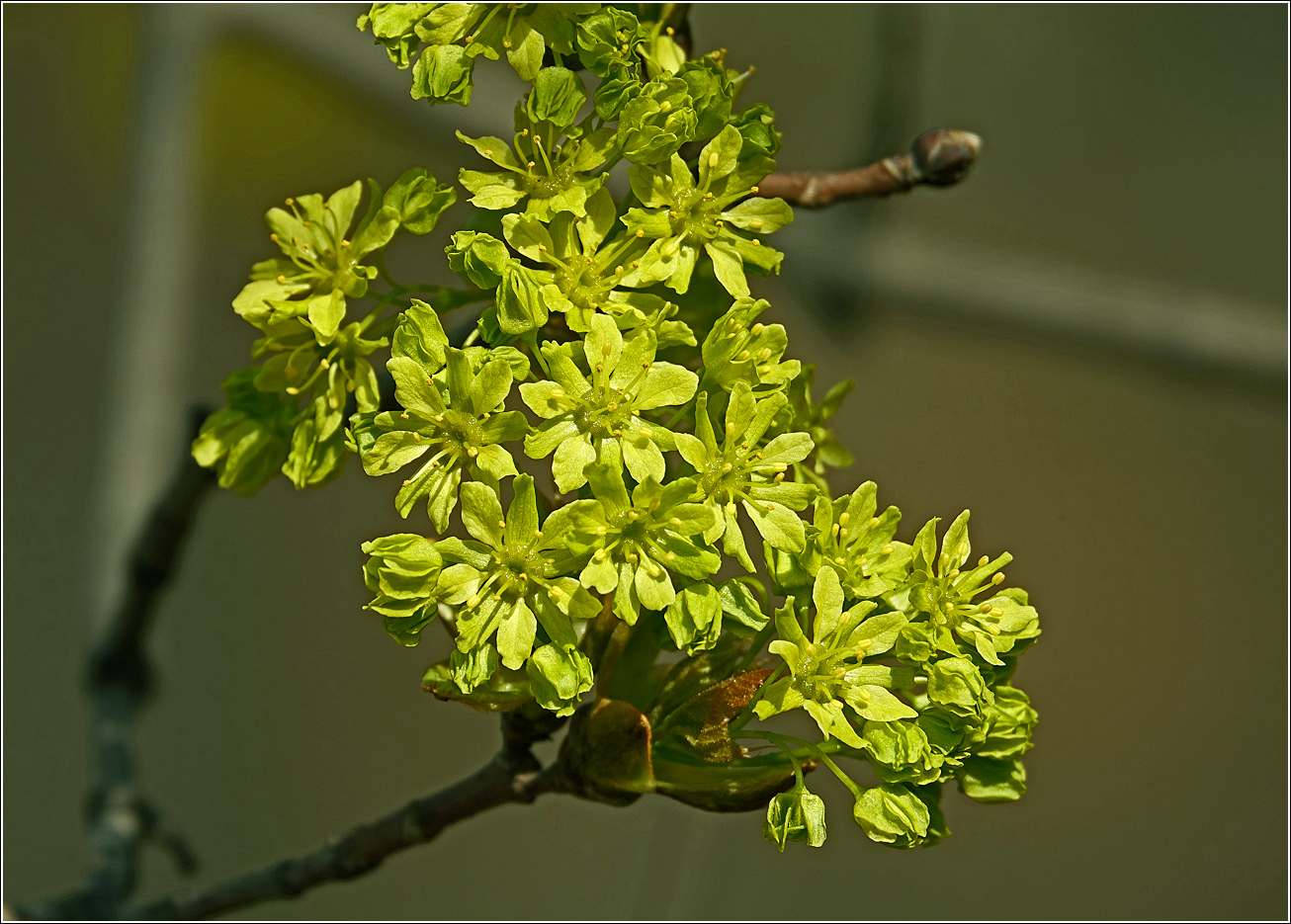 Изображение особи Acer platanoides.