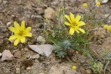 Koelpinia macrantha. Цветущее и плодоносящее растение (в сообществе с Microcephala lamellata и Chenopodiaceae). Таджикистан, Хатлонская обл., Кабодиёнский р-н, хр. Аруктау, окр. пер. Дандан-Чикан, пестроцветы, крупнообломочная осыпь переполненного окаменевшими раковинами и гипсом песчаника. 18 апреля 2025 г.