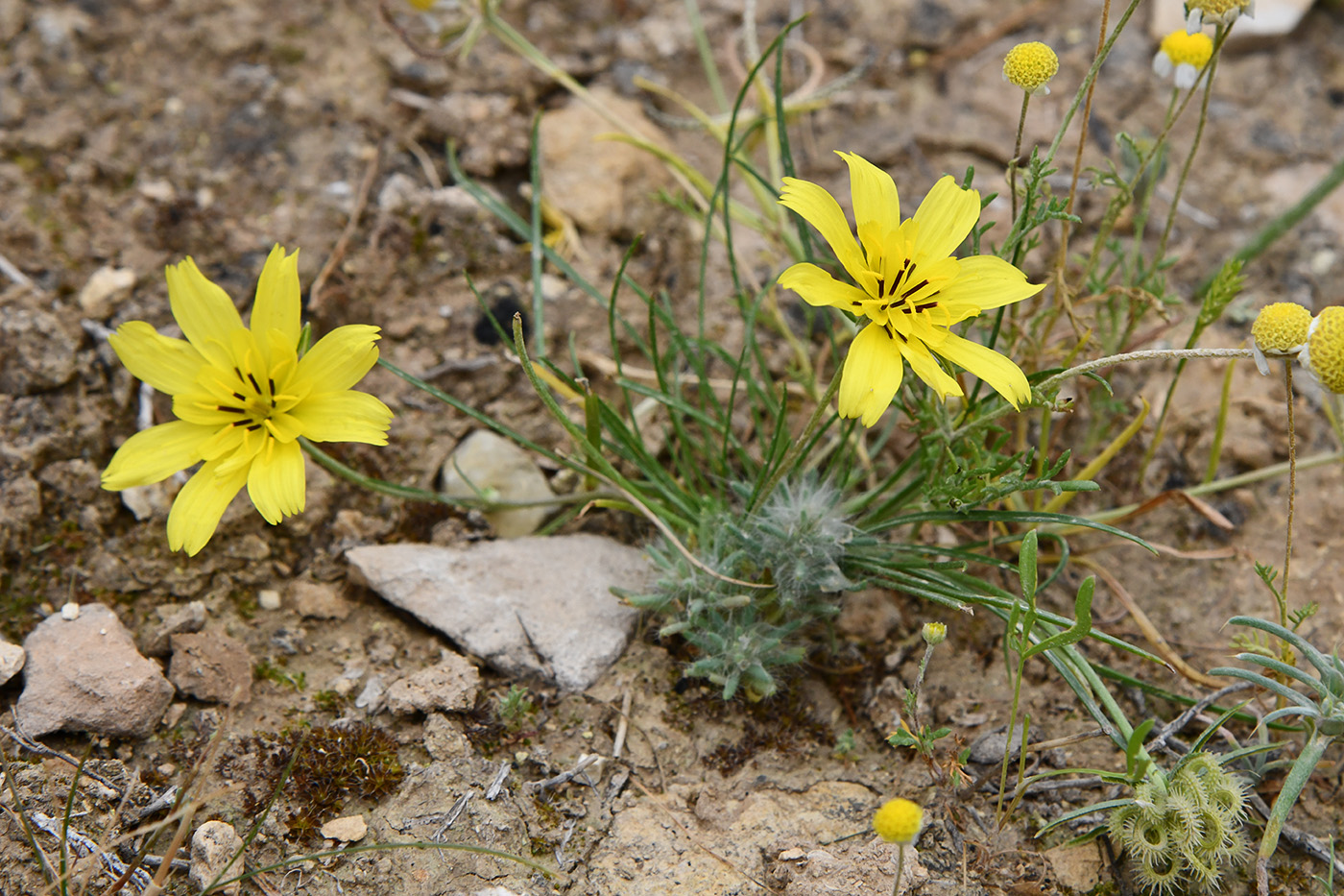 Image of Koelpinia macrantha specimen.