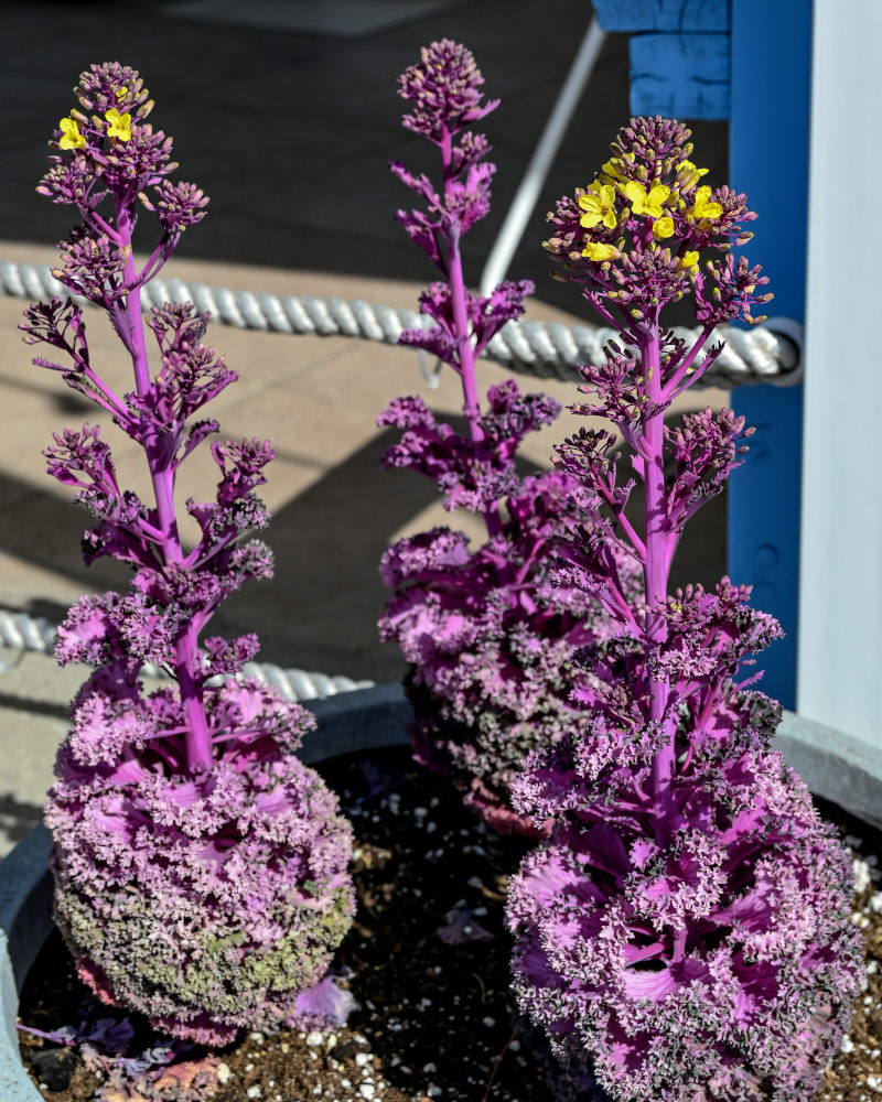 Image of Brassica oleracea var. viridis specimen.