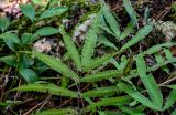 Pteris cretica