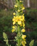 Verbascum phlomoides